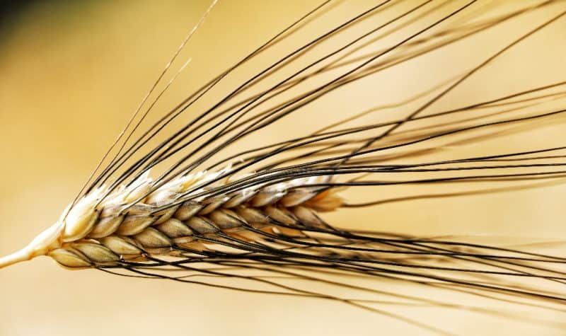Spiga_di_grano_senatore_cappelli