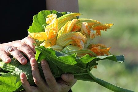 agricoltura sociale