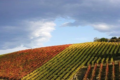 vigneto lambrusco